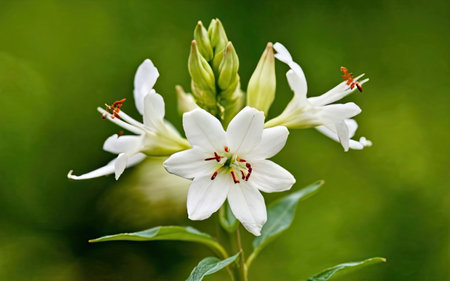 White lily in the garden, close-up on green backgroundの素材