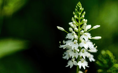 Beautiful white flowers on green background. Selective focus. Shallow depth of fieldの素材