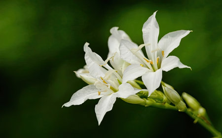 White flowers on a green background. Macro. Shallow depth of field.の素材