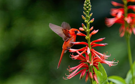 Ruby-throated Hummingbird feeding on red aloe flowerの素材