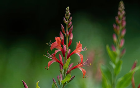 A closeup shot of a red flower on a blurred green backgroundの素材