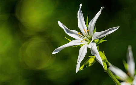 Close-up of white flower with green bokeh background.の素材