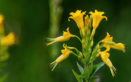 Yellow flowers on a green background in the garden. Shallow depth of fieldの素材
