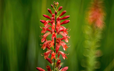 Flower of a red Aloe (Aloe vera)の素材