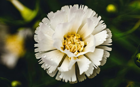 White zinnia flower with water droplets on petals.の素材