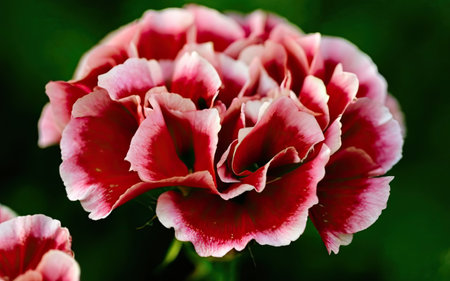 Close-up of a pink carnation on a green background.の素材