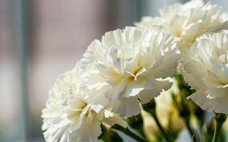 White carnations in a vase on the windowsill close-upの素材