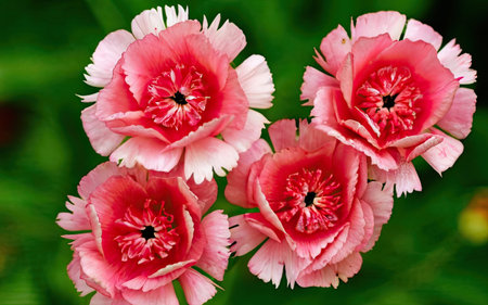 Beautiful pink carnation flowers on green background, close-upの素材