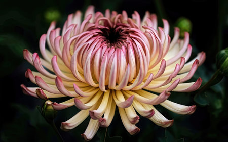 chrysanthemum very nice colorful opened garden flower close upの素材