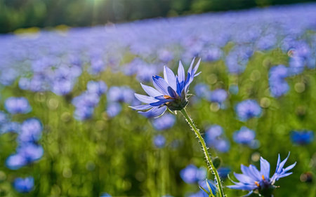 Blue cornflowers in a field on a sunny summer day.の素材