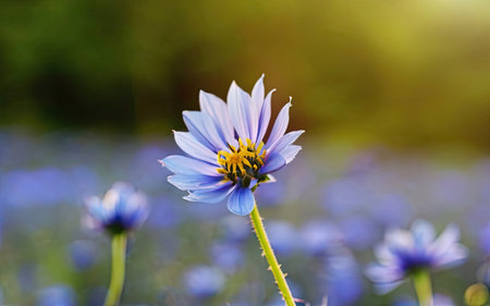 Beautiful blue flower in the garden with soft light and flare.の素材