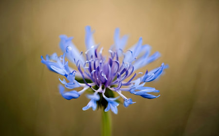 Beautiful blue cornflower in the meadow. Selective focus.の素材
