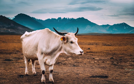 Cow in the mountains. Wild cattle in the steppe. Cows in the steppe.の素材