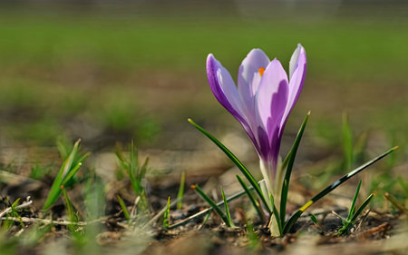 Purple crocus in the garden. Early spring. Europe.の素材
