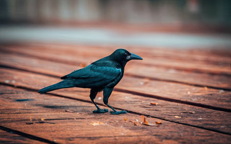 Black crow on a wooden walkway in the park. Toned.の素材