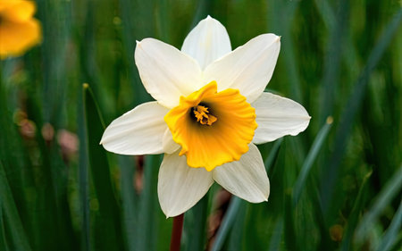 Narcissus, Narcissus pseudonarcissusの素材