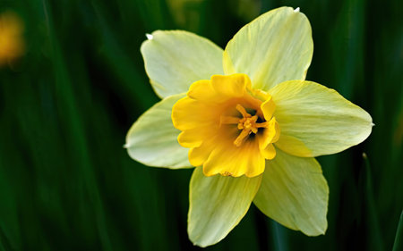 Yellow daffodil (Narcissus poeticus)の素材