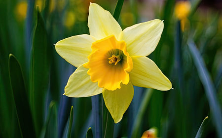 Yellow daffodil (Narcissus poeticus)の素材