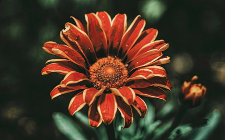 Beautiful red gerbera flower in garden - retro vintage effectの素材