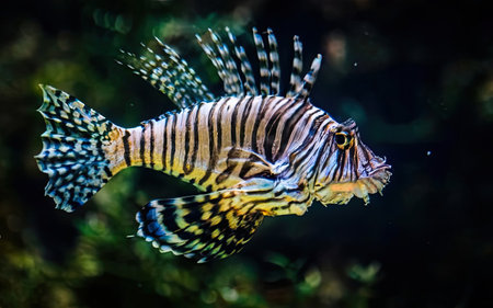 Pterois volitans (Lionfish) in aquarium.の素材