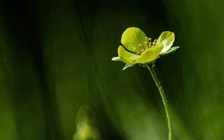 Eranthis hyemalis flower close-up on a green backgroundの素材