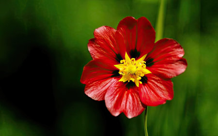 Beautiful red flower on a green background. Close-up.の素材