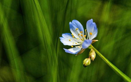 Close up of a blue flower in a meadow with green backgroundの素材