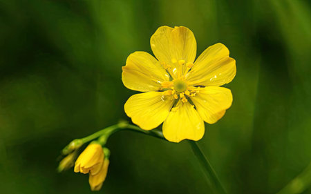 Close-up of a yellow buttercup (Ranunculus acris)の素材