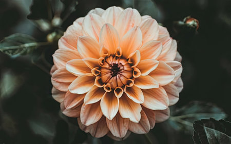 Beautiful dahlia flower in the garden - Vintage effect style picturesの素材