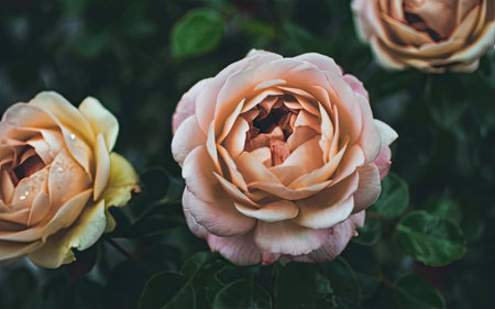 Beautiful roses in the garden. Vintage style toned picture.の素材
