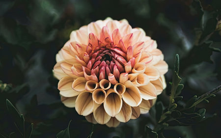 Beautiful dahlia flower in the garden. Selective focus.の素材