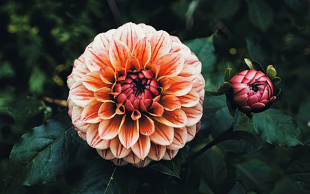 Beautiful dahlia flower in the garden. Selective focus.の素材