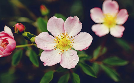 Beautiful pink rosehip flowers with drops of dew on the petals.の素材