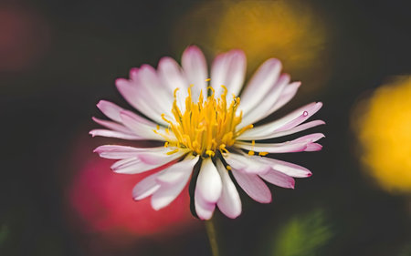 Beautiful daisy flower in the garden. Selective focus.の素材