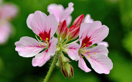 Geranium Pelargonium Flowers Blooming in The Garden, England.の素材