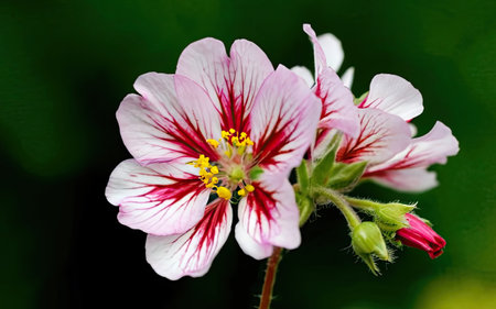 Closeup of a pink and white geranium flower with green backgroundの素材