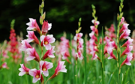Pink gladiolus flowers in the garden. Natural floral background.の素材