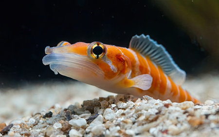 Close-up of a small fish in a saltwater aquarium.の素材