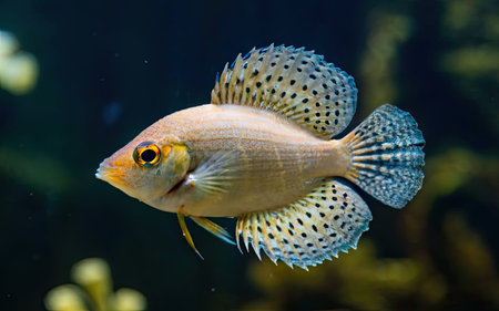 Closeup of a Cichlid fish in an aquarium.の素材