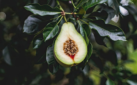 Ficus carica, also known as common fig or common fig, is a fruit native to South America.の素材
