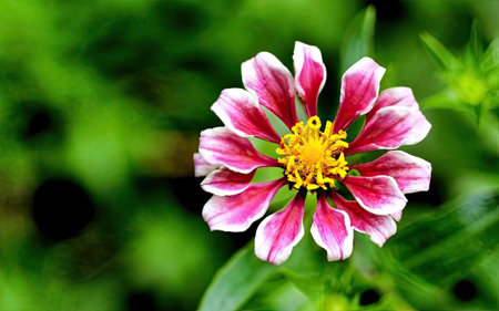 pink zinnia flower in the garden with green background.の素材