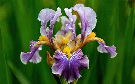 purple iris flower on green background, closeup of photoの素材