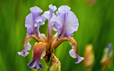 Purple iris flower on a green background, close-upの素材