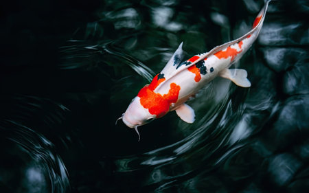 Colorful koi fish in a pond. Shallow depth of fieldの素材