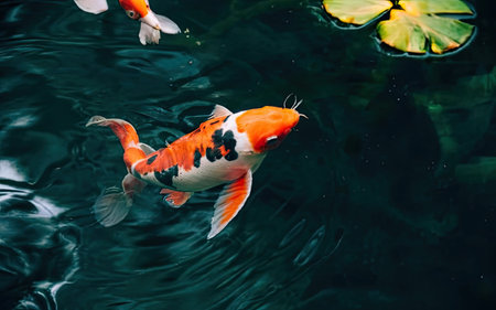 Koi fish swimming in the pond, Thailand. Selective focus.の素材