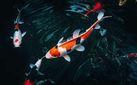 Colorful koi fish swimming in the dark water of the pondの素材