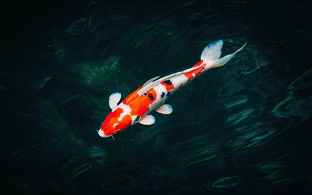 Colorful koi fish swimming in the dark water of the pondの素材