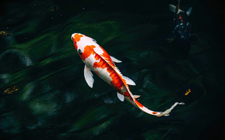 Koi fish swimming in the pond. Beautiful colorful koi fish.の素材