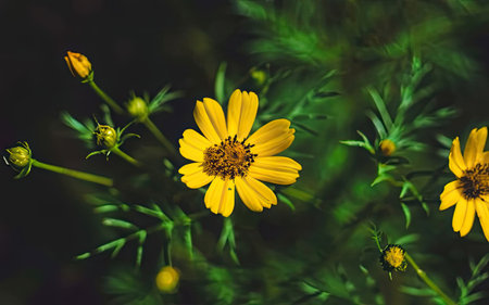 Beautiful yellow cosmos flowers in the garden. Selective focus.の素材