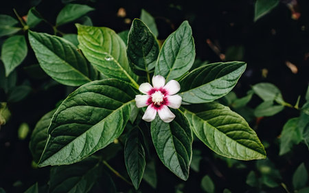 Beautiful white flower on green leaves in the garden, stock photoの素材